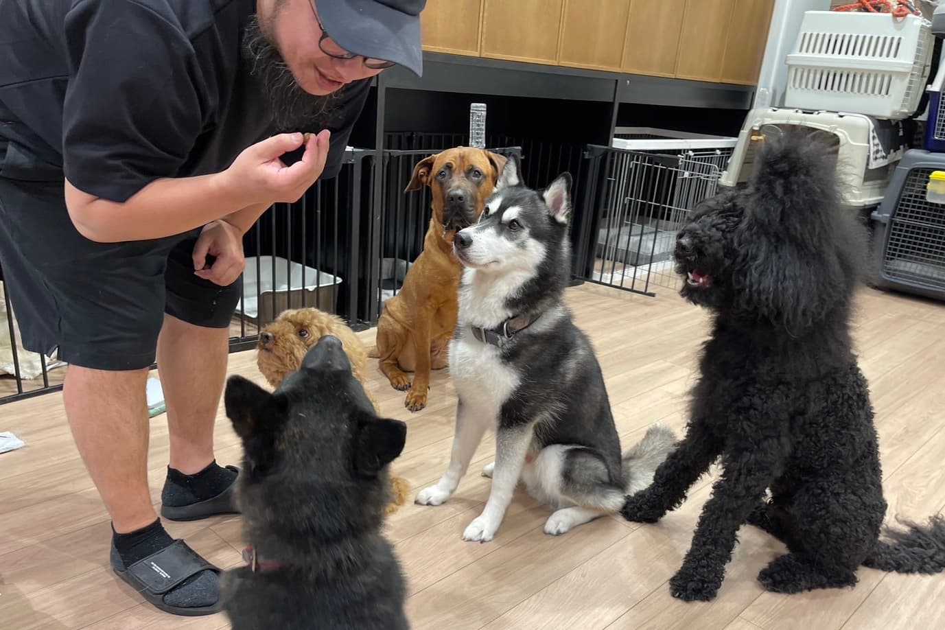 ドッグスクール